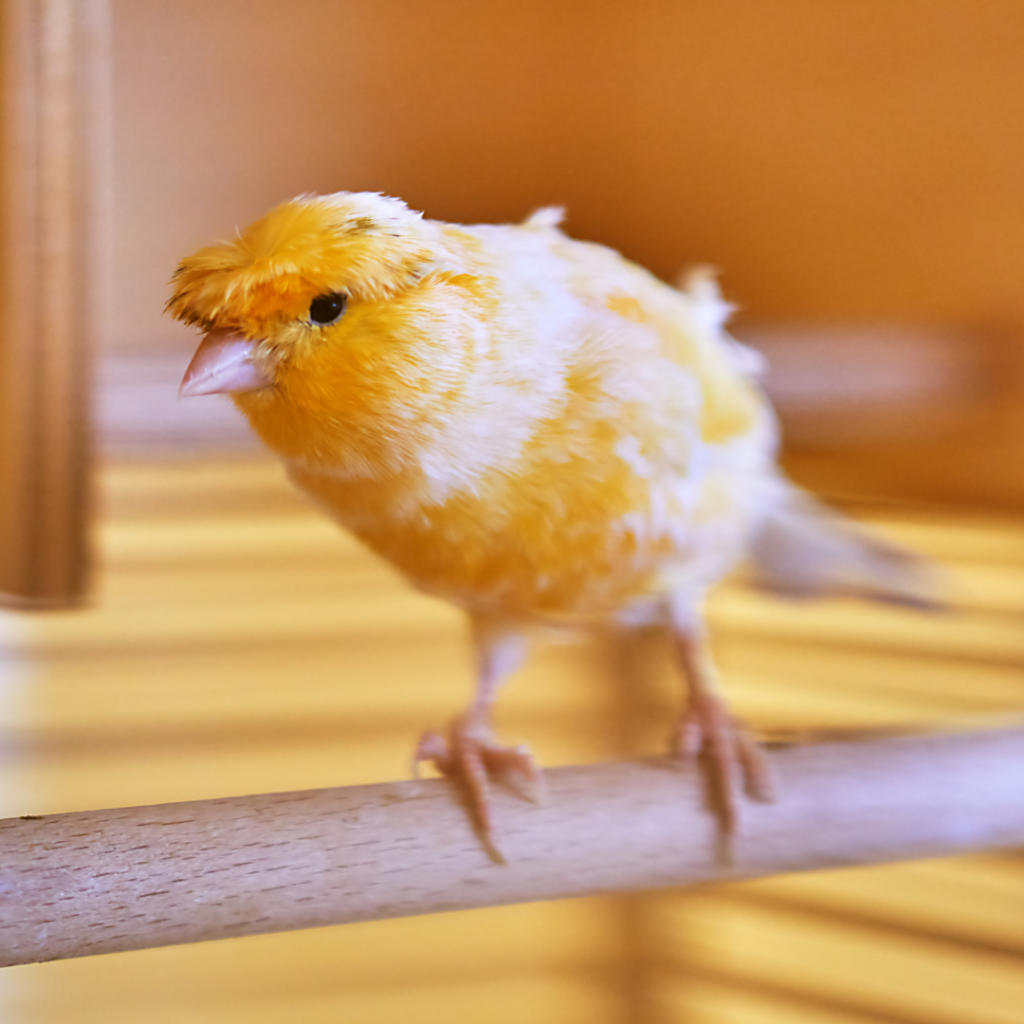 canario amarillo con plumas erizadas
por quiste de pluma