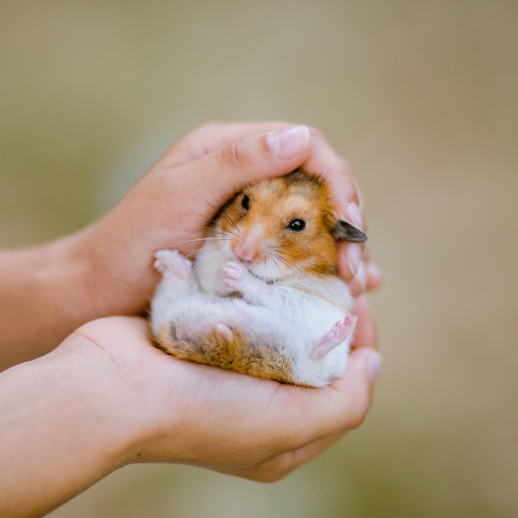 hamster en las manos de su propietaria boca arriba con las extremidades anteriores juntas y las ectremidades posteriores abiertas