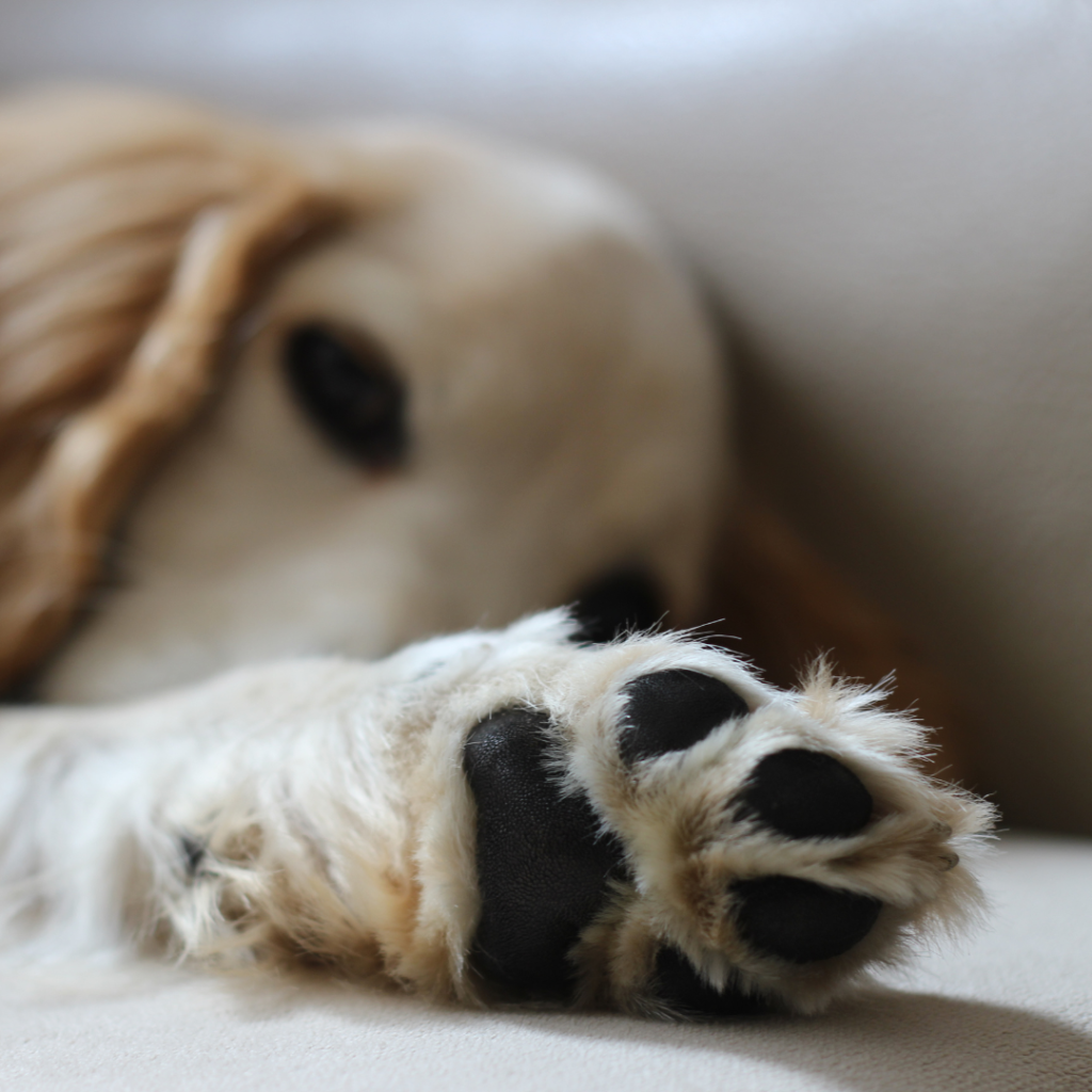 golden retriver con almohadilla hidratadas y bien cuidadas tumbado en el sofá