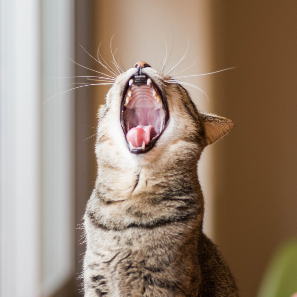 gato comun europeo que vosteza