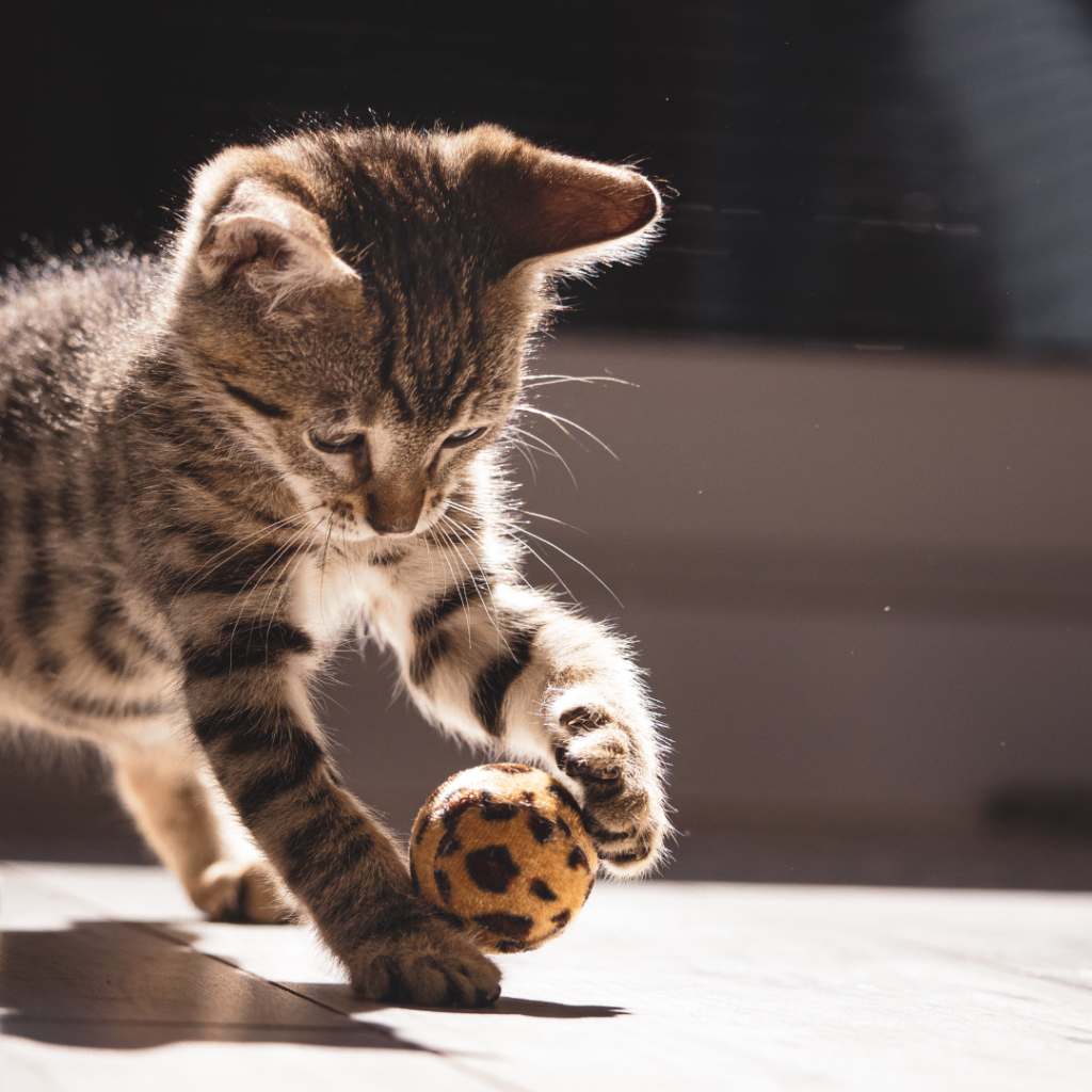 gatito cachorro que juega con una pelota