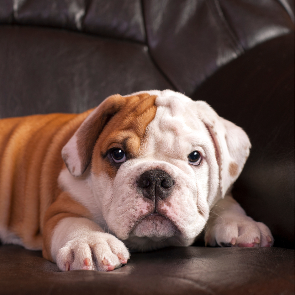 bull dog ingles cachorro sentado en el sofa