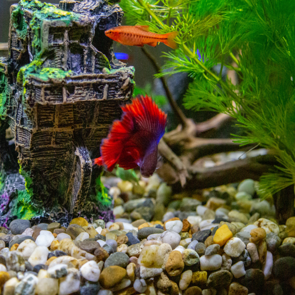 acuario de agua dulce con pez betta rojo y azul