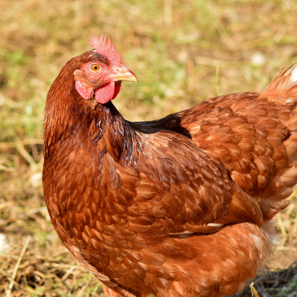 gaallina comune marrone primo piano