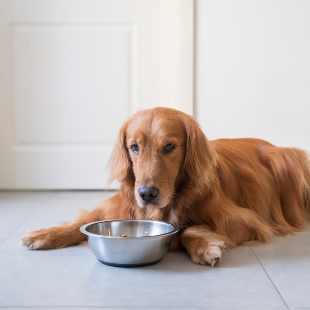 golden retriver tumbado en suelo gris con cuenco de comida lleno