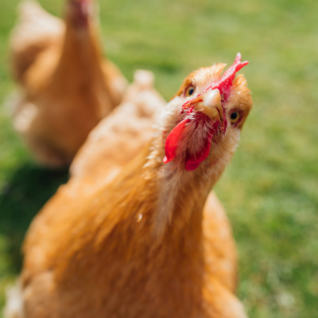 gallina que mira la camara