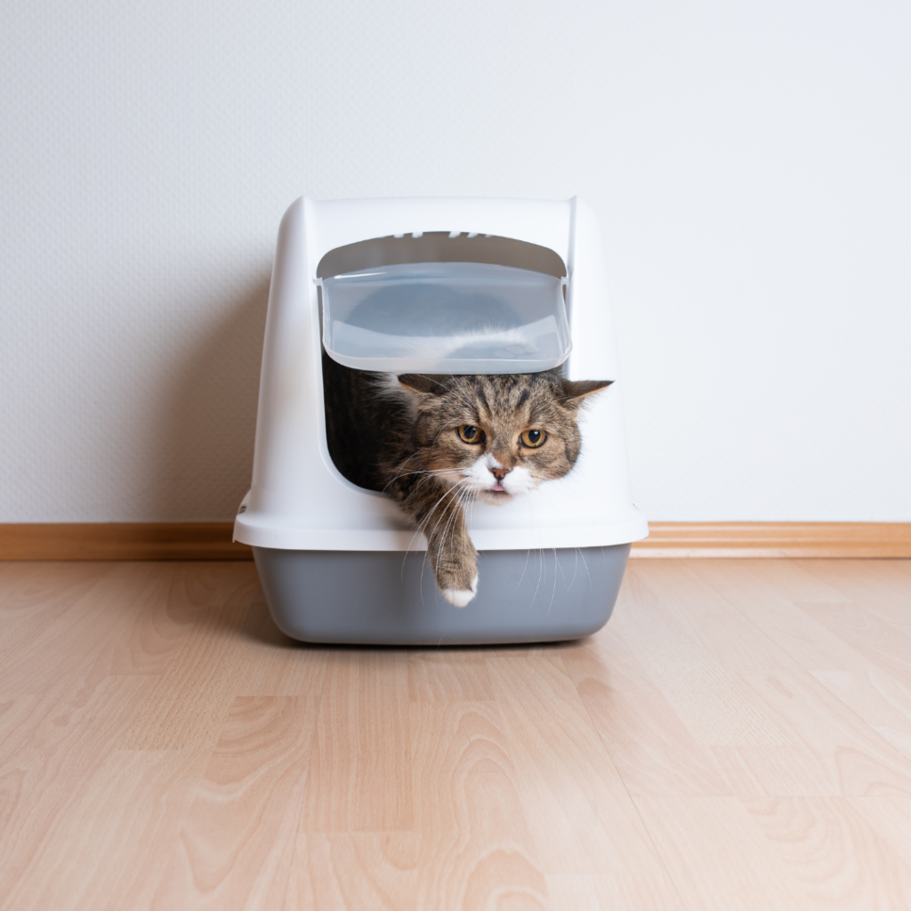 gato comun europeo que sale del arenero