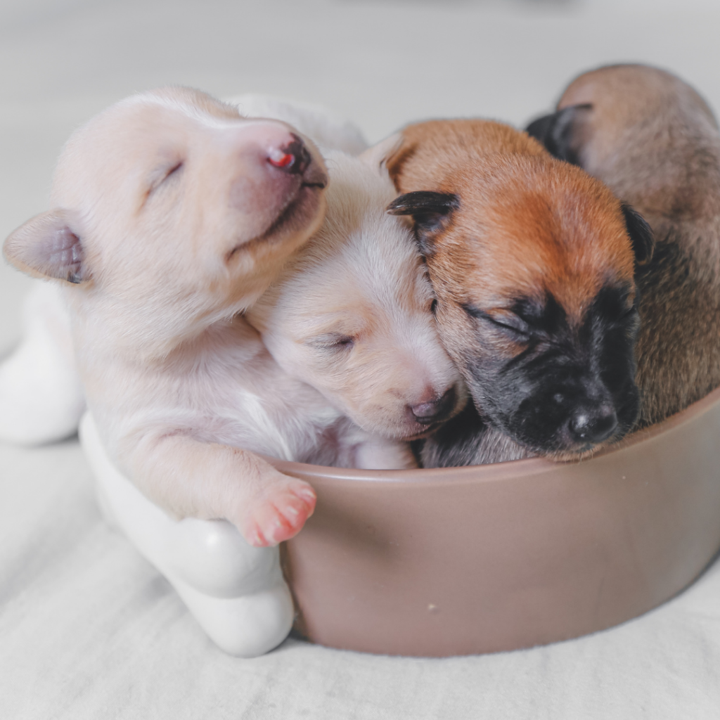 cachorros de perros que duermen apoyados a un cuenco gris