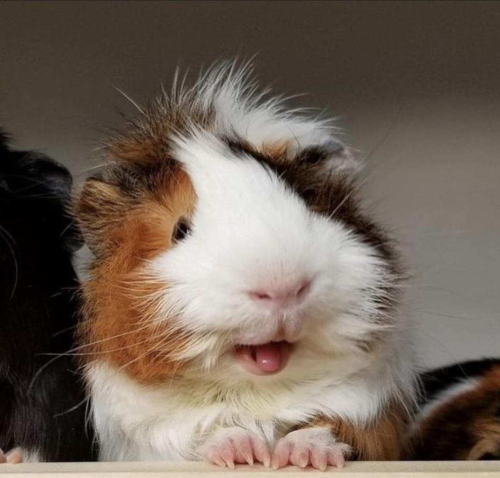 Cobaya tricolor que saca la lengua y despeinada apoyada con las manos en un trozo de madera