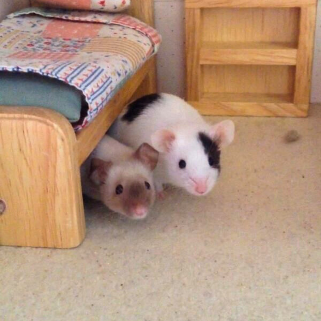 dos ratas domesticas en una casa con habtacion y cama