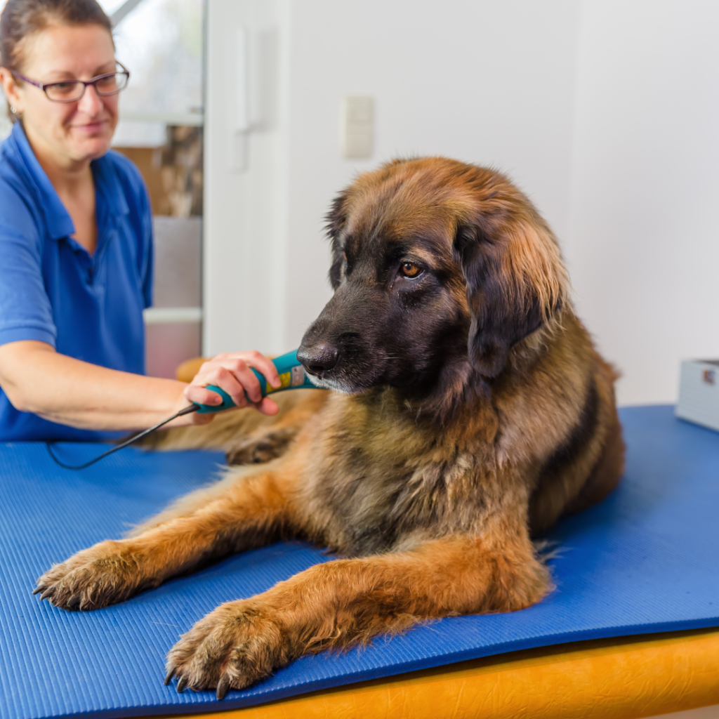 cruze de mastin perro tamaño gigante en sesion de fisioterapia por enfermedad del hombro