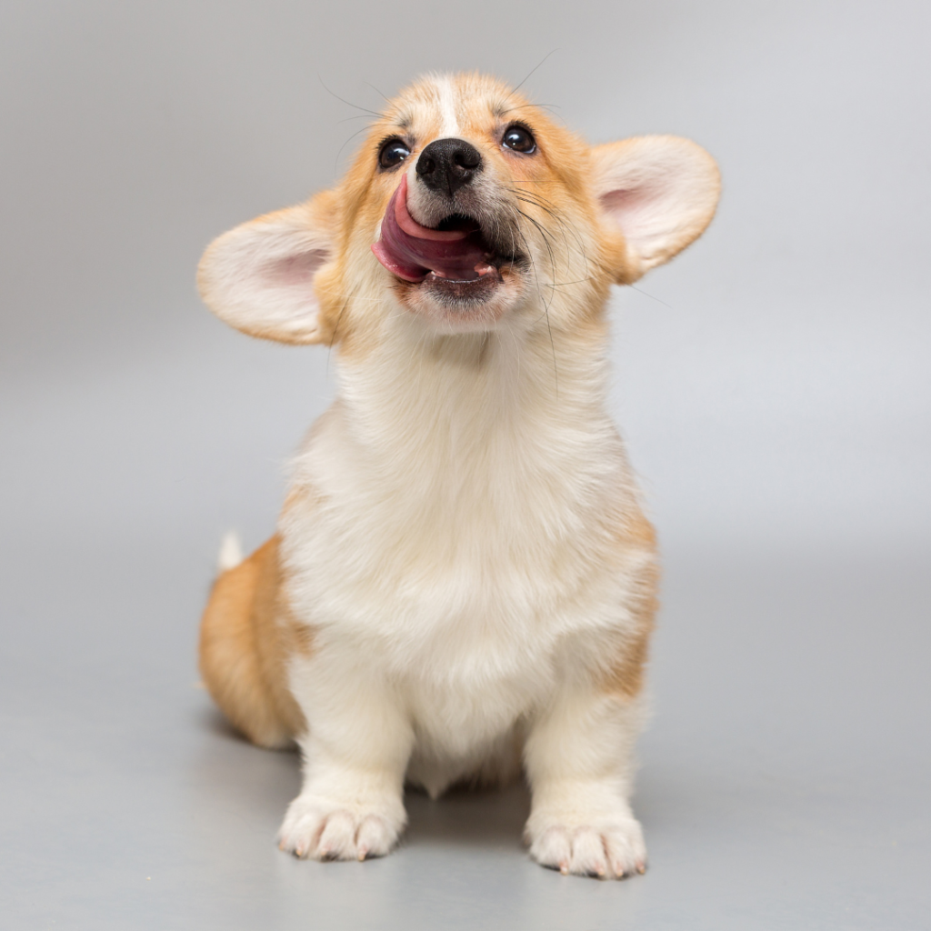 Cachorrro de corgi sentado que mira la camara mientras se relame