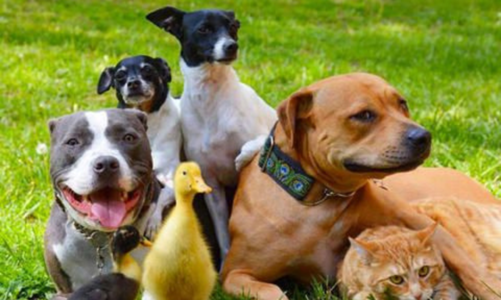 Grupo de animales de 4 perros mestizos 2 patos y un gato domestico