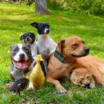 Grupo de animales de 4 perros mestizos 2 patos y un gato domestico