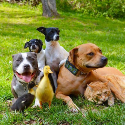 Grupo de animales de 4 perros mestizos 2 patos y un gato domestico