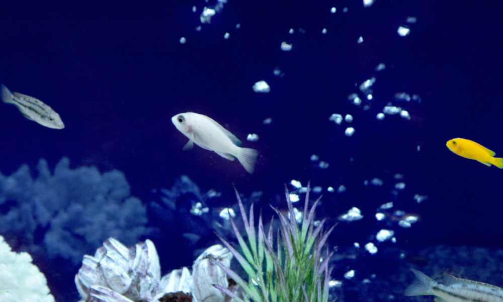 Co2 en acuario con plantas y peces de agua salada