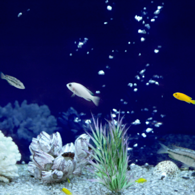 Co2 en acuario con plantas y peces de agua salada