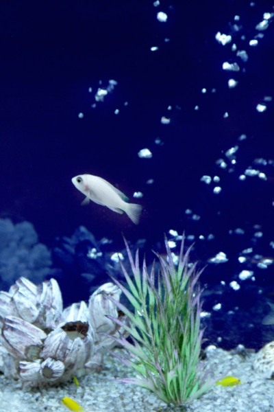Co2 en acuario con plantas y peces de agua salada