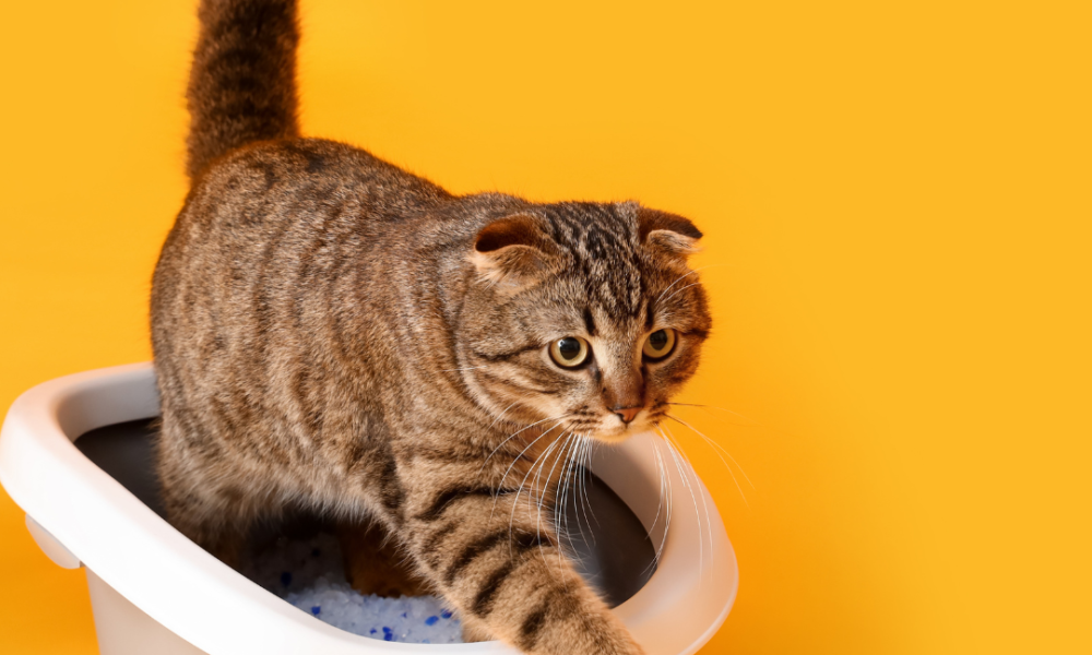 gato comun europeo atigrado con los orejas doblada que sale del arenero con fondo amarillo