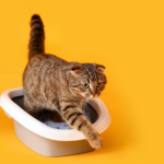 gato comun europeo atigrado con los orejas doblada que sale del arenero con fondo amarillo