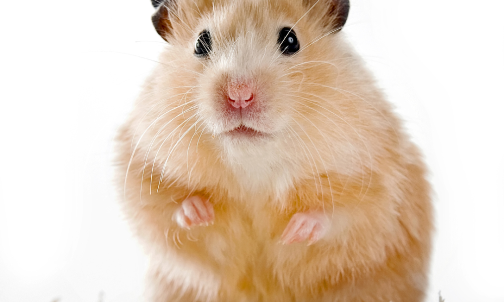 hamster apoyado en las dos extremidades posteriores