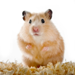 hamster apoyado en las dos extremidades posteriores