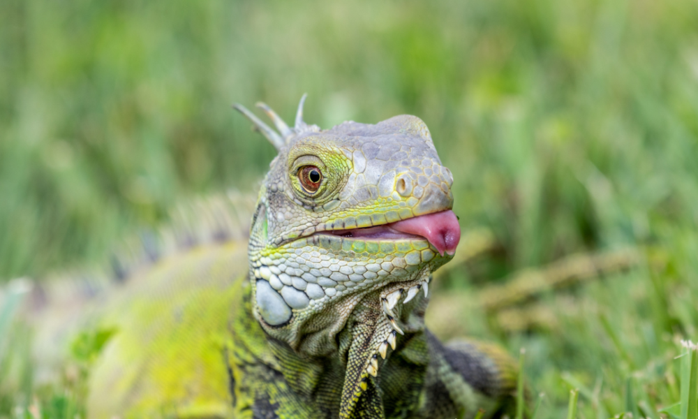 iguana verde en la hierba que saca la lengua