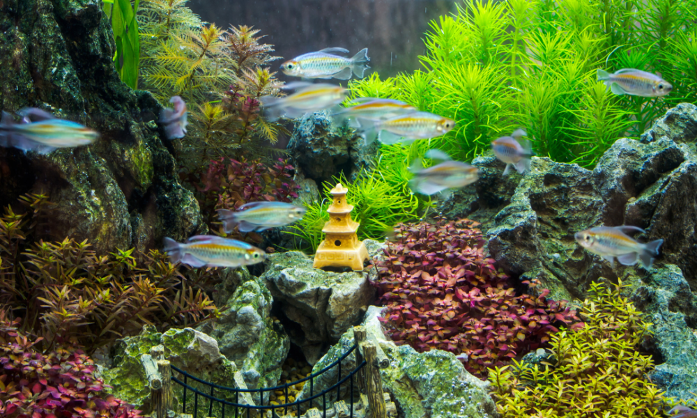 acuario de agua dulce con plantas y peces