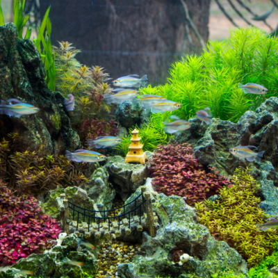 acuario de agua dulce con plantas y peces