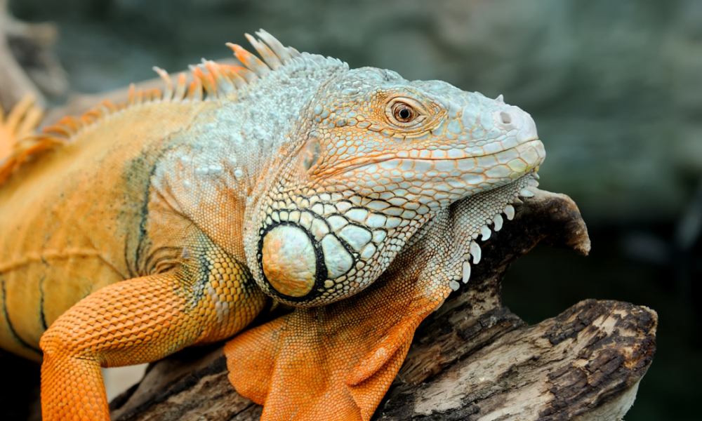 iguana verde y naranja apoyada en una rama