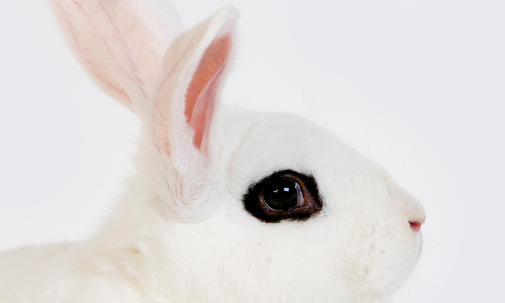 conejo Hotot blanco con los ojos delineados en negro