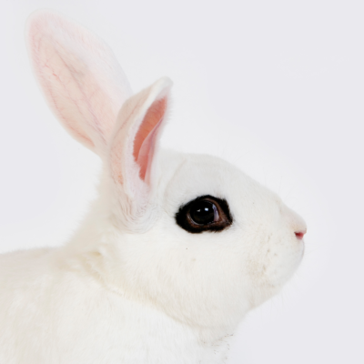 conejo Hotot blanco con los ojos delineados en negro