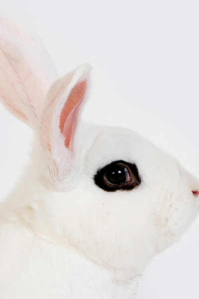 conejo Hotot blanco con los ojos delineados en negro