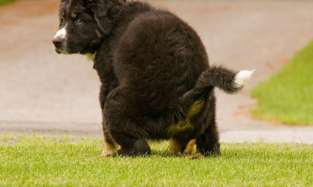 cachorro de boyero de berna que defeca en el cesped