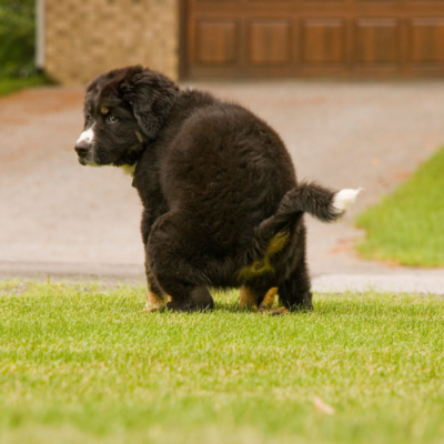 cachorro de boyero de berna que defeca en el cesped