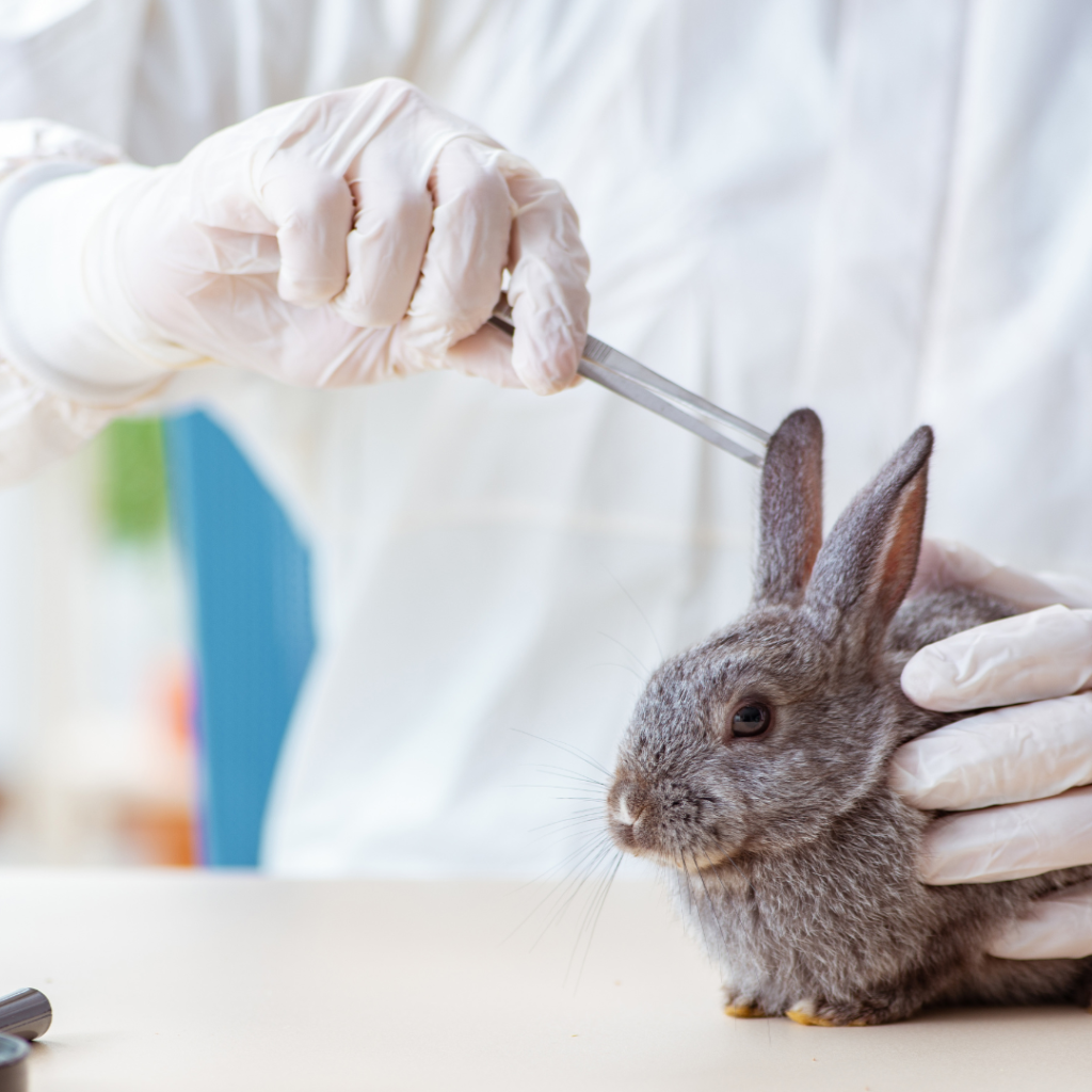 conejo enano gris en el veterinario