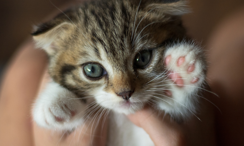 gatito cachorro con las orejas bajadas