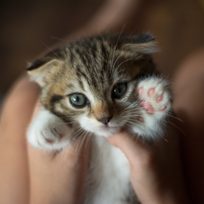 gatito cachorro con las orejas bajadas