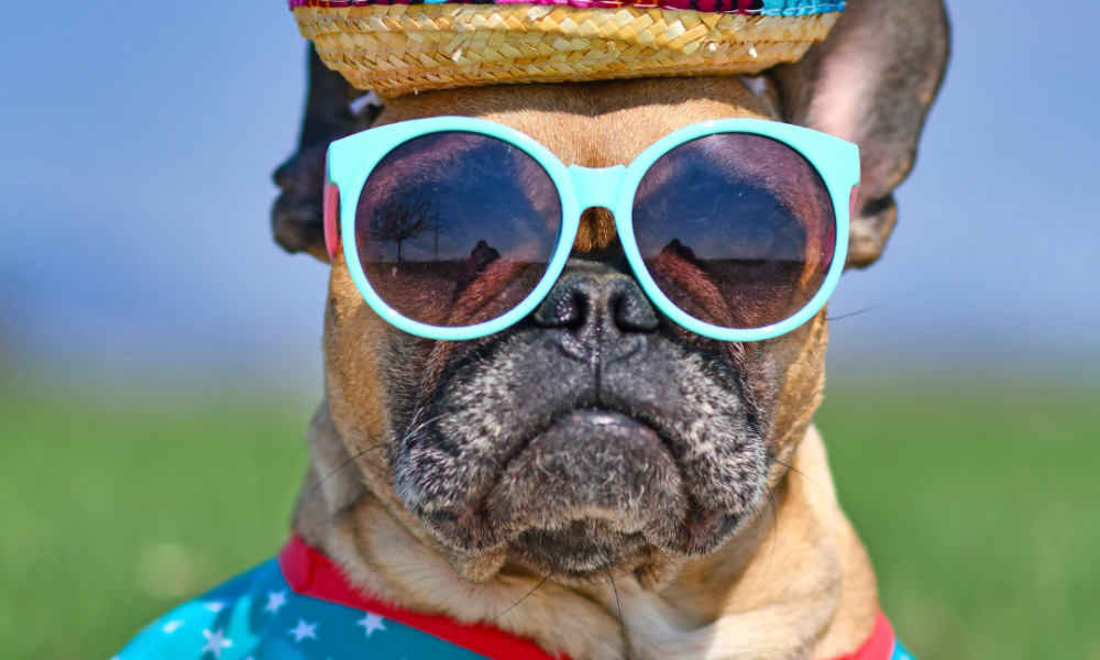 bull dog frances con gorra de playa gafas de sol