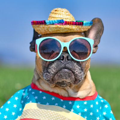 bull dog frances con gorra de playa gafas de sol