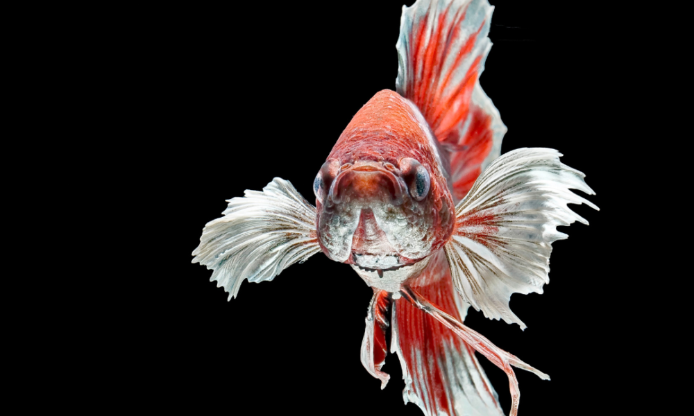 pez betta fondo negro rojo y blanco