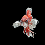 pez betta fondo negro rojo y blanco