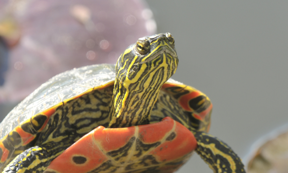 Tortuga manchada (Clemmys guttata) con caparazón naranja que se sejeta con las dos extremidades anteriores