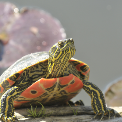 Tortuga manchada (Clemmys guttata) con caparazón naranja que se sejeta con las dos extremidades anteriores