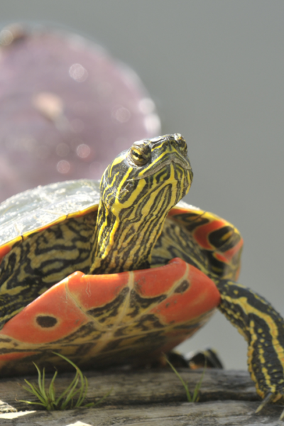 Tortuga manchada (Clemmys guttata) con caparazón naranja que se sejeta con las dos extremidades anteriores
