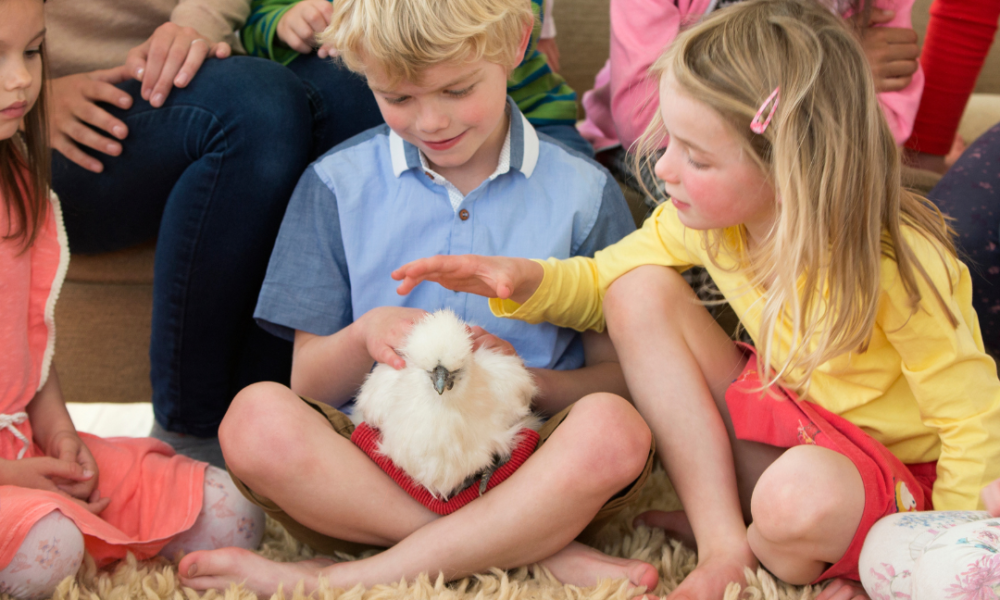 bambini e gallina domestica