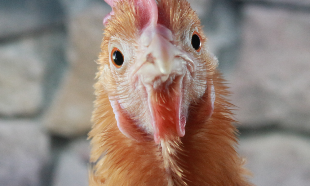 gallina primer plano