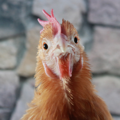 gallina primer plano