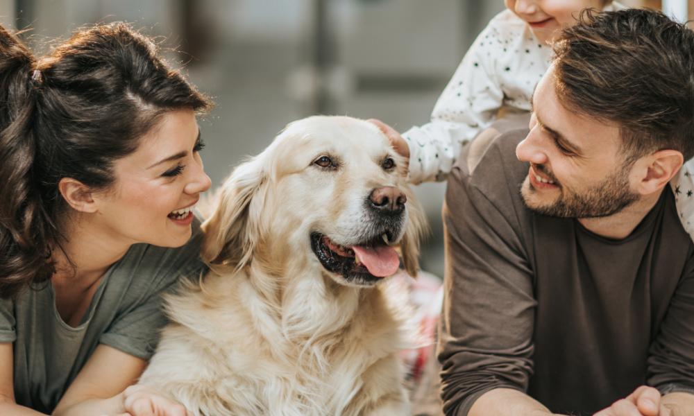 familia de 4 perdonas y un golden retriver tumbado en el suelo