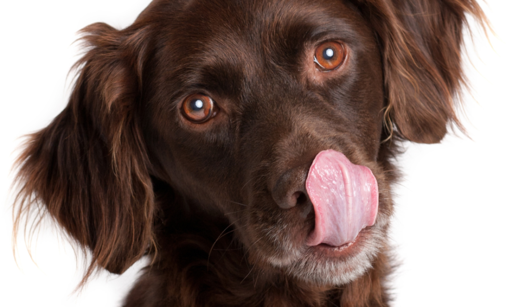 perro de caza marrón que se relame porque tiene hambre